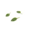 PARAKEET RZ F1 (51-715) product photo front S