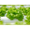 KRISTINE RZ (83-37) product photo view-2 S