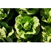 SUMMERITA RZ (41-CR2433) product photo view-3 S