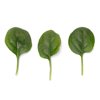 BUDGERIGAR RZ F1 product photo front S