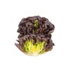VECELLIO RZ (79-ML2872) Knox™ product photo view-2 S