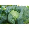 BLUESMA RZ F1  product photo view-3 S