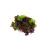 Salatriomix 6 (3x25tpc) product photo front S