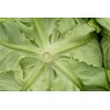 EVADNE - EDWIGE RZ product photo view-2 S