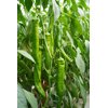 天寻1663(37-BU1663)Tanshu 1663 product photo view-2 S