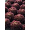 CAVERNET RZ (85-62) product photo view-5 S