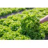 KIRIBATI RZ  product photo view-4 S