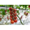 JULIOSO F1 (72-CK0624) Produktbild view-4 S