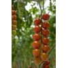 TASTERY RZ F1 (72-136) product photo view-2 S
