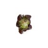 CARDAINE RZ  product photo view-3 S