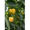 ALLROUNDER RZ F1 product photo view-4 S