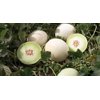 CHIRIACO RZ F1 (34-WL0919) product photo view-3 S