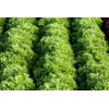 Експертайз RZ Salanova® product photo view-2 S