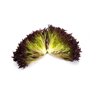 BLASTEX RZ (79-76) product photo view-2 S