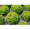 JONCTION RZ product photo view-3 S
