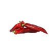 PALERMO ROBERTSON RZ F1 product photo front S