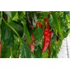 PALERMO RAPHINHA RZ F1 product photo view-3 S