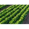 RAWONDER (41-CO7661) Produktbild view-4 S