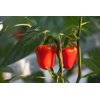 NAGANO F1 (35-152) Produktbild view-3 S