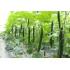 喜旺108(27-108)Seawall 108 product photo view-2 S