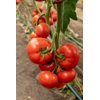 NTAMA RZ F1  product photo view-2 S
