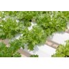 Експертайз RZ Salanova® product photo view-5 S