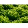 CRYSTIQUE RZ (44-CL1573) Knox™ product photo view-4 S