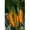 PALERMO OBEDIUS RZ F1 product photo front S