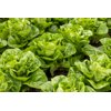 RAWONDER RZ (41-CO7661) product photo view-3 S