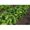 CASONAS RZ product photo view-4 S