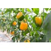 Іланга RZ F1 product photo view-2 S