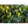 ТОПГИР РЦ F1 product photo view-3 S