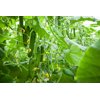 皮克维(22-511)Picowell product photo view-4 S