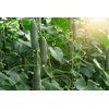 POLEMAN RZ F1 (21-SC980) product photo view-3 S