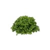 CRYSTIQUE RZ (44-CL1573) Knox™ product photo front S