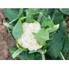 CASSARD RZ F1 product photo view-3 S