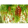 PARISETTO RZ F1 product photo view-3 S