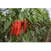 PALERMO RZ F1 (35-501) product photo view-4 S