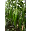 南优41(37-41)Furnas product photo view-2 S