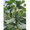 DARKSUN RZ F1  product photo view-4 S