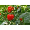 35-BR2069 RZ F1 product photo view-3 S