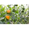 Іланга RZ F1 product photo view-3 S