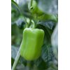 SYRTO RZ F1 product photo front S