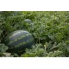 LUSITANA RZ F1 product photo view-3 S
