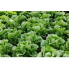 CAICEDO RZ (41-CO2151) Knox™ product photo view-2 S