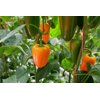 ORANGE CRUSH F1 (35-MO1606) product photo view-3 S