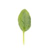KINKAJOU F1 (51-SL371) Produktbild view-3 S