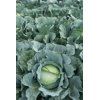 MANOUK RZ F1 (30-WC796) product photo view-3 S