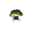 ABSOLON RZ product photo view-2 S