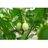 KAZINGA RZ F1 product photo view-2 S